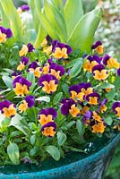 Viola cornuta 'Sorbet Orange Duet' in glazed container