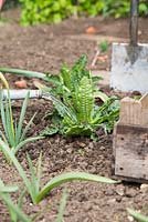 Watering Teasel