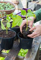 Potting on Cucumber 'Tiffany' - Cucumis sativus seedlings