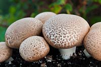 Agaricus bisporus - Chestnut mushrooms 