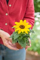 Woman holding potted Sunflower 'Micro Sun'