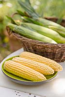 Sweet Corn 'Mirai-16OY'