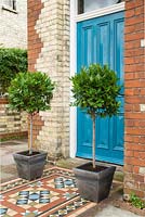 Laurus nobilis. Pair of bay trees in ornamental containers beside blue front door