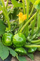 Cucurbita - Squash 'Pesto Kermit'