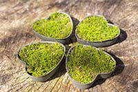 Heart shaped containers planted with moss, positioned in shape of a clover