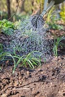 Dividing and replanting Galanthus nivalis. Watering