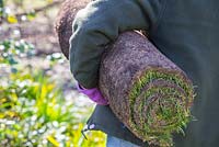 Woman carrying turf roll for resurfacing lawn