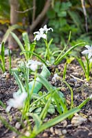 Bee entering the tea pot surrounded by Chionodoxa luciliae 'Alba'