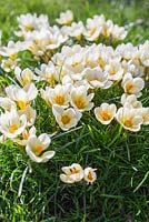 Crocus 'Cream Beauty' growing through turf