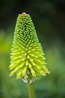 Kniphofia 'Limelight'