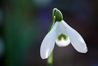 Galanthus x valentinei