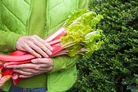 Woman holding fresh harvest of Rhubarb. 