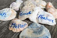 Plant labels Mark II. Using seashells as labels for coastal themed plants. 