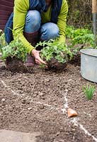 Placing Echinops ritro in desired position. 