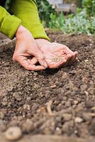 Growing Spinach 'Apollo'. Sowing seeds into shallow trench.