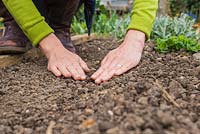 Growing Spinach 'Apollo'. Gently covering seeds with a layer of soil.