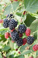 Rubus fruticosus 'Navaho' - Blackberry