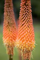 Kniphofia 'Alcazar'