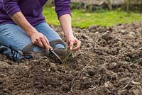 Woman removing weeds from an allotment bed