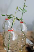 Cheap rose propagation on an Amsterdam balcony. Rose cuttings are put in old plastic bottles, filled with water and left to develop root systems. 