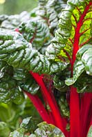 Beta vulgaris mangold - Swiss Chard, Tuin de Villa