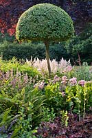 Summer border. Box topiary, Nepeta grandiflora 'Down to Dusk', Polystichum setiferum, Heuchera micrantha 'Palace Purple', Rosa 'Ballerina', Poppy. Dina Deferme garden