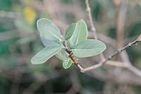 Acca sellowiana leaves. 