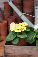 Primula vulgaris - Yellow primroses in wooden box with watering can