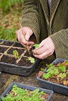 Pricking out seedlings of Geranium wallichianum 'Buxton's Blue'. Transferring seedlings into tray separated into sections with cardboard