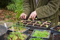 Pricking out seedlings of Geranium wallichianum 'Buxton's Blue'. Transferring seedlings into tray separated into sections with cardboard