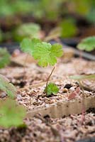 Pricking out seedlings of Geranium wallichianum 'Buxton's Blue'. Finished tray of seedlings