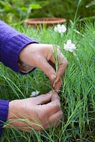 Taking cuttings (pipings) from Dianthus 'Glebe Cottage White'. Pinks