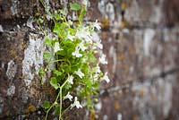 Cymbalaria muralis - Ivy leaved Toadflax growing in an old brick wall. Kenilworth ivy. 