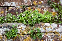 Cymbalaria muralis - Ivy leaved Toadflax growing in an old brick wall. Kenilworth ivy. 