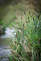 Carex acutiformis - Lesser Pond Sedge growing on a river bank. 