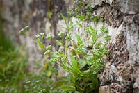 Valerianella locusta - Common Lamb's Lettuce growing in a churchyard wall. Corn salad, Mache, Rapunzel, Fetticus. 