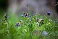 Pulmonaria longifolia. Narrow - leaved Lungwort growing in Exbury churchyard.