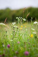 Pignut, Red Clover and Bird's foot Trefoil. Conopodium majus, Trifolium pratense, Lotus corniculatus