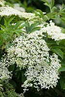 Sambucus nigra - Common Elderflower or Elderberry. 