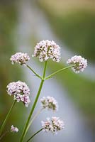 Valeriana officinalis - Common Valerian growing by the side of a lane in the Burren, Ireland. 