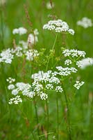 Conopodium majus - Pignut with sorrel. 