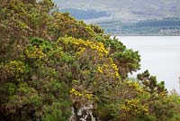 Ulex europaeus - Common Gorse - furse, whin 