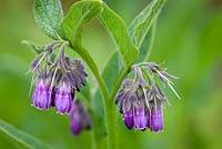 Symphytum x uplandicum - Russian Comfrey (sometimes Comphrey). 