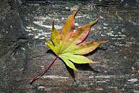 Autumn leaf of Acer palmatum on wooden background