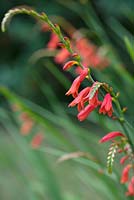 Crocosmia 'Culzean Pink'