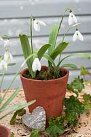 Galanthus nivalis - Snowdrops in a terracotta pot