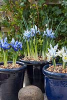 Iris reticulata in blue pots - varieties 'Katharine Hodgkin', 'Harmony','Cantab'