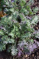 Brassica napus pabularia - Kale 'Red Russian'