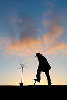 Man planting trees. Silhouette