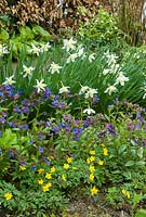Spring border with narcissus, pulmonarias and Anemone ranunculoides. March. Hardwicke House, Fen Ditton, Cambridge.